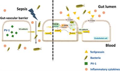 Improvement of gut-vascular barrier by terlipressin reduces bacterial translocation and remote organ injuries in gut-derived sepsis